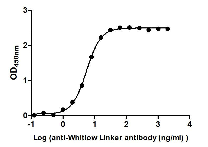 The Binding Activity of Whitlow linker with Anti-Whitlow linker antibody Activity: Measured by its binding ability in a functional ELISA. Immobilized scFv-based Anti-CD19 CAR recombinant antibody at 2 ug/mL can bind Anti-Whitlow linker antibody. T...