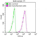 Overlay Peak curve showing 293 cells transfected with flag tag stained with CSB-MA249923 (red line) at 1:100. The cells were fixed in 4% formaldehyde and permeated by 0.2% TritonX-100. Then 10% normal goat serum was Incubated to block non-specific...