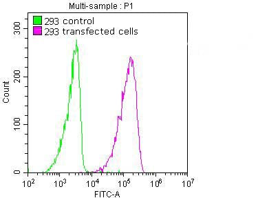 Overlay Peak curve showing 293 cells transfected with flag tag stained with CSB-MA249923 (red line) at 1:100. The cells were fixed in 4% formaldehyde and permeated by 0.2% TritonX-100. Then 10% normal goat serum was Incubated to block non-specific...