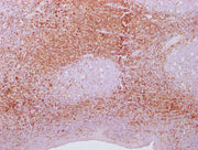 IHC image of CSB-MA269399 diluted at 1:100 and staining in paraffin-embedded human tonsil tissue performed on a Leica BondTM system. After dewaxing and hydration, antigen retrieval was mediated by high pressure in a citrate buffer (pH 6.0). Sectio...
