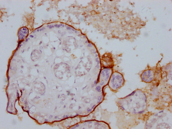 IHC image of CSB-MA294403 diluted at 1:100 and staining in paraffin-embedded human placenta tissue performed on a Leica BondTM system. After dewaxing and hydration, antigen retrieval was mediated by high pressure in a citrate buffer (pH 6.0). Sect...