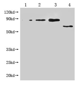 Western Blot Positive WB detected in: 1-3 lanes: Recombinant Enterobacteria phage M13 Attachment protein at 5ng, 10ng, 20ng; 4 lane: Enterobacteria phage M13 Attachment All lanes: Enterobacteria phage M13 III antibody at 1:1000 Secondary Goat poly...