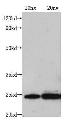 Western Blot Positive WB detected in: Recombinant protein ( 10ng, 20ng) All lanes: M antibody at 1:1000 Secondary Goat polyclonal to mouse IgG at 1/50000 dilution Predicted band size: 23 kDa Observed band size: 23 kDa Exposure time: 5min