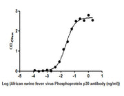 The Binding Activity of African swine fever virus Phosphoprotein p30(Ba71V-93). Activity: Measured by its binding ability in a functional ELISA. Immobilized African swine fever virus Phosphoprotein p30(Ba71V-93) protein at 2 ug/ml can bind African...