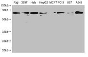 Western Blot Positive WB detected in: Raji whole cell lysate, 293T whole cell lysate, Hela whole cell lysate, HepG2 whole cell lysate, MCF-7 whole cell lysate, PC-3 whole cell lysate, U87 whole cell lysate, A549 whole cell lysate All lanes: HSPA1A...