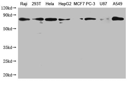 Western Blot Positive WB detected in: Raji whole cell lysate, 293T whole cell lysate, Hela whole cell lysate, HepG2 whole cell lysate, MCF-7 whole cell lysate, PC-3 whole cell lysate, U87 whole cell lysate, A549 whole cell lysate All lanes: HSPA1A...
