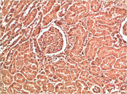 Immunohistochemical analysis of paraffin-embedded Human Kidney Tissue using Collagen IV Mouse mAb diluted at 1:200.