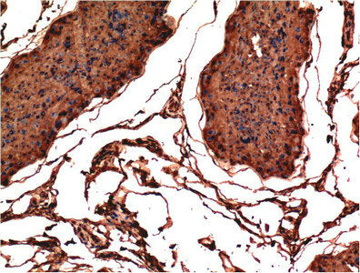 Immunohistochemical analysis of paraffin-embedded Rat Testis Tissue using Bax Mouse mAb diluted at 1:200.