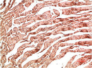 Immunohistochemical analysis of paraffin-embedded Rat Heart Tissue using VE-Cadherin Mouse mAb diluted at 1:200.