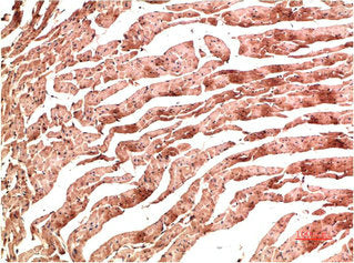 Immunohistochemical analysis of paraffin-embedded Rat Heart Tissue using VE-Cadherin Mouse mAb diluted at 1:200.