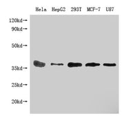 Western Blot Positive WB detected in: PPA1 antibody at 1:1000 Lane 1: Hela whole cell lysate Lane 2: HepG2 whole cell lysate Lane 3: 293T whole cell lysate Lane 4: MCF-7 whole cell lysate Lane 5: U87 whole cell lysate Secondary Goat polyclonal to...
