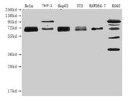 Western Blot Positive WB detected in: NFE2L2 antibody at 1:1000 Lane 1: Hela whole cell lysate Lane 2: THP-1 whole cell lysate Lane 3: HepG2 whole cell lysate Lane 4: NIH/3T3 whole cell lysate Lane 5: RAW264.7 whole cell lysate Lane 6: K562 whole...