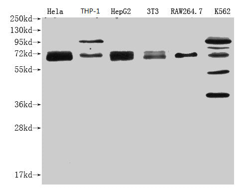 Western Blot Positive WB detected in: NFE2L2 antibody at 1:1000 Lane 1: Hela whole cell lysate Lane 2: THP-1 whole cell lysate Lane 3: HepG2 whole cell lysate Lane 4: NIH/3T3 whole cell lysate Lane 5: RAW264.7 whole cell lysate Lane 6: K562 whole...