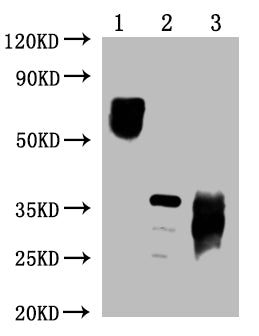 Western Blot Positive WB detected in: 10ug 293 whole cell lysate transfected with PD-1, 25ng recombinant protein from E.coli, 25ng recombinant protein from Mammalian cell PD-1 antibody at 1:1000 Secondary Goat polyclonal to mouse IgG at 1/50000 di...
