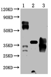 Western Blot Positive WB detected in: 5ug 293 whole cell lysate transfected with PD-1, 25ng recombinant protein from E.coli, 25ng recombinant protein from Mammalian cell PD-1 antibody at 1:1000 Secondary Goat polyclonal to mouse IgG at 1/50000 dil...
