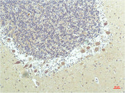 Immunohistochemical analysis of paraffin-embedded Human Brain Tissue using PPAR Delta Mouse mAb diluted at 1:200.