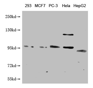 Western Blot Positive WB detected in: 293 whole cell lysate, MCF-7 whole cell lysate, PC-3 whole cell lysate, Hela whole cell lysate, HepG2 whole cell lysate All lanes: FILIP1L antibody at 1:1000 Secondary Goat polyclonal to mouse IgG at 1/50000 d...