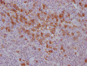 IHC image of CSB-MA785760 diluted at 1:100 and staining in paraffin-embedded human tonsil tissue performed on a Leica BondTM system. After dewaxing and hydration, antigen retrieval was mediated by high pressure in a citrate buffer (pH 6.0). Sectio...