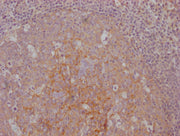 IHC image of CSB-MA792948 diluted at 1:100 and staining in paraffin-embedded human tonsil tissue performed on a Leica BondTM system. After dewaxing and hydration, antigen retrieval was mediated by high pressure in a citrate buffer (pH 6.0). Sectio...