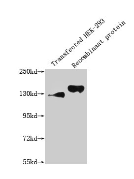 Western Blot Positive WB detected in: 293T whole cell lysate transfected with SEMA4D; Recombinant proteins with SEMA4D All lanes: SEMA4D antibody at 1:1000 Secondary Goat polyclonal to mouse IgG at 1/50000 dilution Predicted band size: 130, 150 KD...