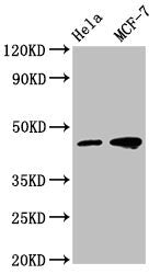Western Blot Positive WB detected in: Hela whole cell lysate, MCF-7 whole cell lysate All lanes: TSG101 antibody at 1:500 Secondary Goat polyclonal to mouse IgG at 1/50000 dilution Predicted band size: 44, 32 KDa Observed band size: 44 KDa Exposur...