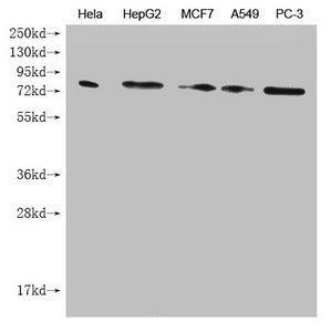 Western Blot Positive WB detected in: Hela whole cell lysate, HepG2 whole cell lysate, MCF7 whole cell lysate, A549 whole cell lysate, PC-3 whole cell lysate All lanes: SMURF1 antibody at 1:1000 Secondary Goat polyclonal to mouse IgG at 1/50000 di...