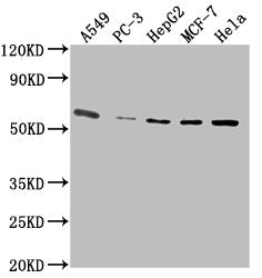 Western Blot Positive WB detected in: A549 whole cell lysate, PC-3 whole cell lysate, HepG2 whole cell lysate, MCF-7 whole cell lysate, Hela whole cell lysate All lanes: PD-L1 antibody at 1:2500 Secondary Goat polyclonal to Mouse IgG at 1/10000 di...