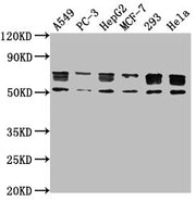 Western Blot Positive WB detected in: A549 whole cell lysate, PC-3 whole cell lysate, HepG2 whole cell lysate, MCF-7 whole cell lysate, 293 whole cell lysate, Hela whole cell lysate All lanes: PD-L1 antibody at 1:1000 Secondary Goat polyclonal to...