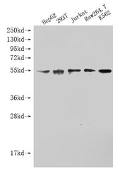 Western Blot Positive WB detected in: SKT38L antibody at 1:1000 Lane 1: HepG2 whole cell lysate Lane 2: 293T whole cell lysate Lane 3: Jurkat whole cell lysate Lane 4: Raw264.7 whole cell lysate Lane 5: K562 whole cell lysate Secondary Goat polycl...