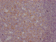 IHC image of CSB-MA916751 diluted at 1:100 and staining in paraffin-embedded human tonsil tissue performed on a Leica BondTM system. After dewaxing and hydration, antigen retrieval was mediated by high pressure in a citrate buffer (pH 6.0). Sectio...