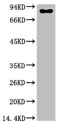 Western blot analysis of Firefly Luciferase Transfected Hela Cell Lysate using Luciferase Mouse mAb diluted at 1:2000.