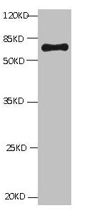 All lanes: Mouse Anti-BSA monoclonal antibody at 1ug/ml Lane 1:Bovine serum Albumin Predicted band size : 67kd Observed band size : 67kd