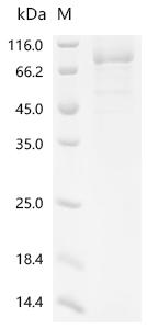 Recombinant Human Fatty acid CoA ligase Acsl3 (ACSL3), partial