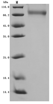 Recombinant Dog Angiopoietin-2 (ANGPT2) (Active)