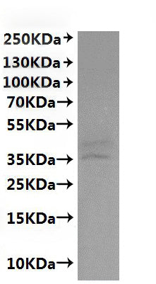 Recombinant Macaca fascicularis C5a anaphylatoxin chemotactic receptor 1 (C5AR1)-VLPs