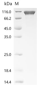 Recombinant Human Cell adhesion molecule 1 (CADM1), partial