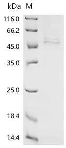 Recombinant Mouse Caveolin-3 (Cav3)