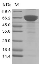 Recombinant Human ADP-ribosyl cyclase/cyclic ADP-ribose hydrolase 1 (CD38), partial