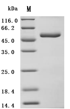 Recombinant Mouse Tumor necrosis factor receptor superfamily member 5 (Cd40), partial (Active)