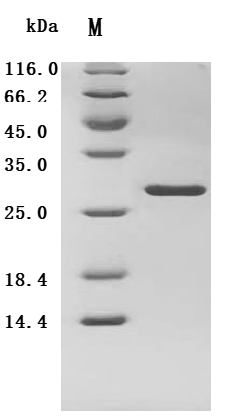 Recombinant Human Complement factor D(CFD) (Active)