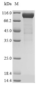 Recombinant Mouse Complement factor I (Cfi)