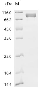 Recombinant Human Cytotoxic and regulatory T-cell molecule (CRTAM), partial