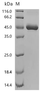 Recombinant Human Granulocyte colony-stimulating factor (CSF3)
