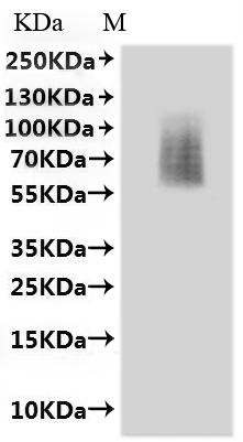 Recombinant Mouse C-X-C chemokine receptor type 3 (Cxcr3)-VLPs
