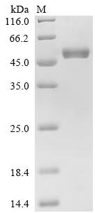 Recombinant Human Cytochrome b5 type B(CYB5B) , partial