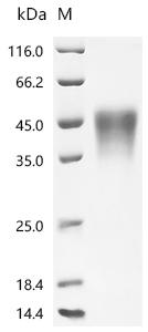 Recombinant Human Low affinity immunoglobulin gamma Fc region receptor III-A (FCGR3A), partial (Active)