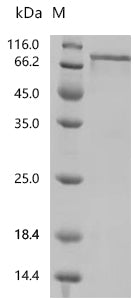 Recombinant Human GDNF family receptor alpha-1 (GFRA1)