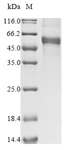 Recombinant Mouse GDNF family receptor alpha-1 (Gfra1)