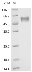 Recombinant Mouse Gastric inhibitory polypeptide receptor(Gipr), partial