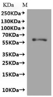 Recombinant Rat Glutamate receptor ionotropic, NMDA 1 (Grin1) (F484A,T518A,R523A,W731A), partial, Fluorescent-VLPs